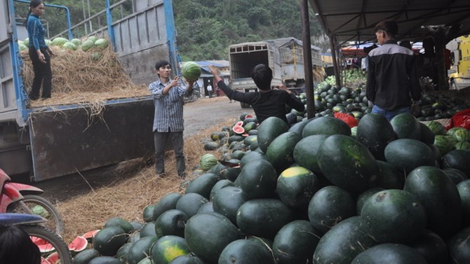 Dưa hấu ùn tắc ở cửa khẩu Tân Thanh: Số lượng tăng đột xuất khiến thông quan không kịp