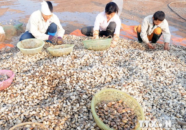 Ngừng xuất khẩu vào EU một số sản phẩm nhuyễn thể hai mảnh vỏ