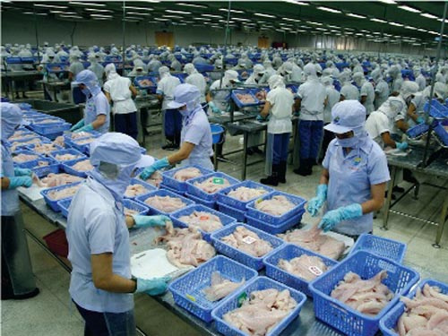 Hướng dẫn thực hiện Nghị định về nuôi, chế biến và xuất khẩu sản phẩm cá Tra