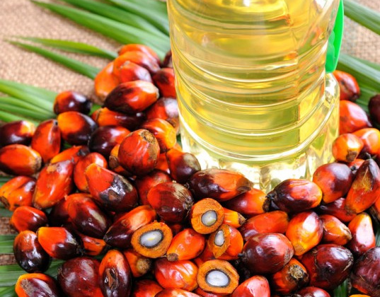 Sản lượng dầu cọ của Indonesia sẽ đứng đầu thế giới từ nay đến năm 2020