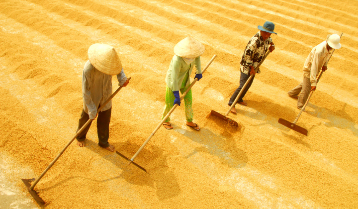 Tìm giải pháp thúc đẩy sản xuất, tiêu thụ nông sản ở Đồng bằng sông Cửu Long