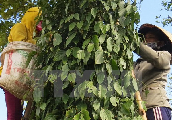 Năng suất hồ tiêu Việt Nam xếp vào loại cao nhất thế giới