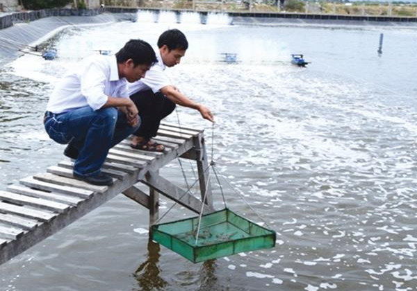 Công ty TNHH Đầu tư Thủy sản Nam Miền Trung: Ấp ủ hoài bão lớn