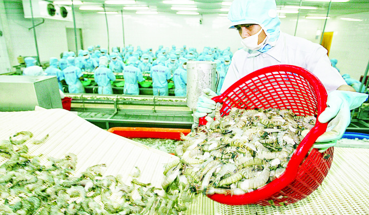Vietnam’s shrimp exports to the U.S growth 