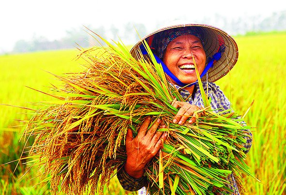 Phân Lân Nung chảy Văn Điển cho mùa bội thu