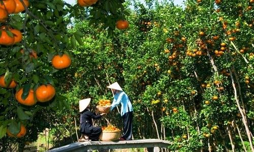 Tái cơ cấu ngành nông nghiệp phải gắn với thị trường tiêu thụ