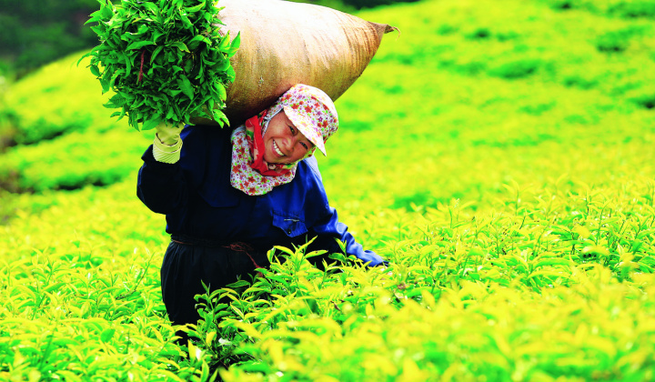 Tea exports have positive signs
