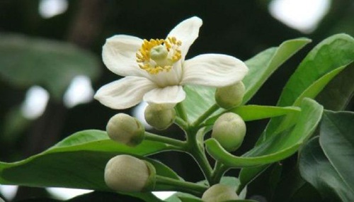 Tháng 3, hoa bưởi, nhớ bà 