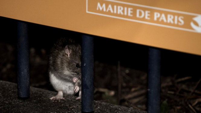 Pháp: Công nhân môi trường Paris phải làm việc quá tải vì chuột