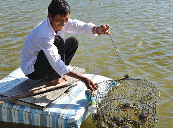 Ca Mau develops ecological crab farming