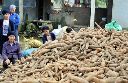 Bài toán nguyên liệu cho sản xuất cồn ethanol