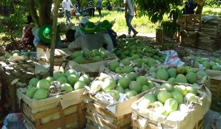 Người trồng xoài Cam Lâm sung túc nhờ phân bón Phú Mỹ