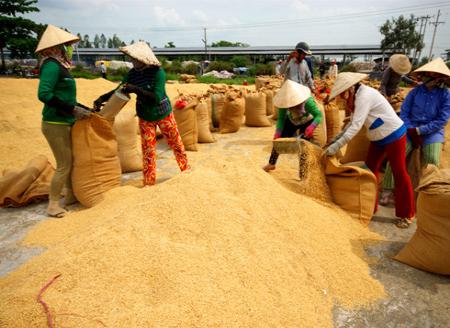 Khuyến công Cà Mau: Đầu tư công nghệ nâng cao giá trị gia tăng lúa, gạo