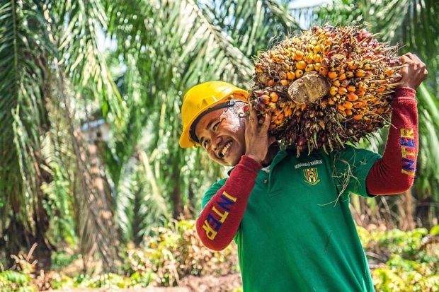 Indonesian embassy promotes palm oil, paper trade with Vietnam