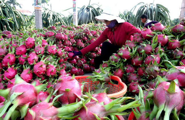 Vietnam-Australia trade rises 4.7 percent each year: MoIT