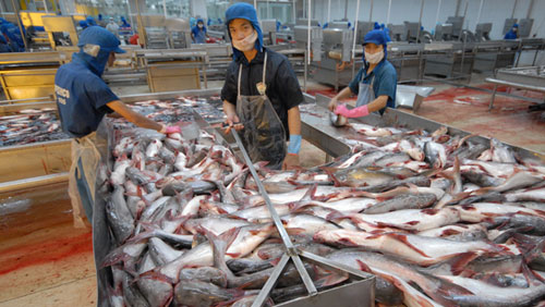 Strong marketing strategy needed to bolster tra fish exports