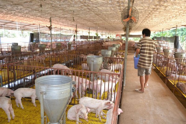 Nam Dinh, Thai Binh develop disease-free pig production for export 