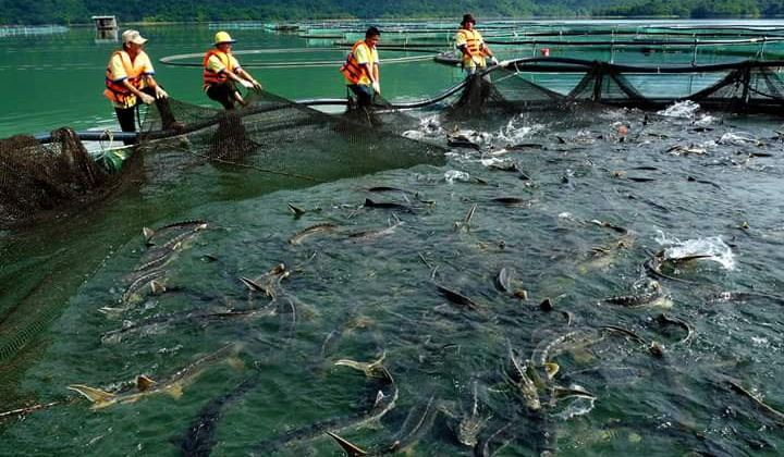 Norway helps Vietnam boost aquaculture training 