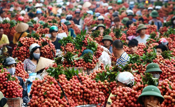 Litchi in Bac Giang sold well