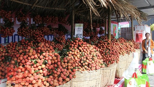 Bac Giang to export half of lychee output 