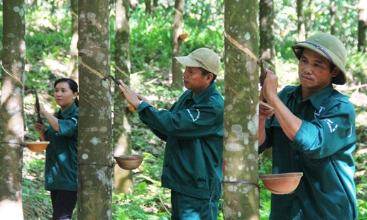 Rubber sector enjoys 51-percent profit growth in 2016 