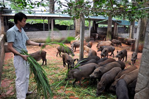 RoK helps Quang Tri develop organic farming 