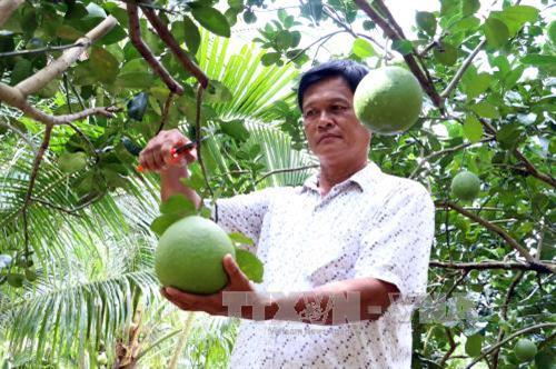 Ben Tre ponders pomelos, rambutans