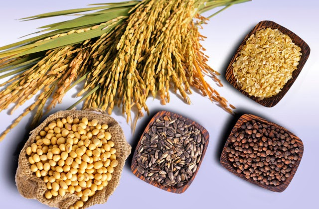 Thị trường nông sản thế giới tuần qua: Giá ngô và lúa mỳ giảm trên 3%
