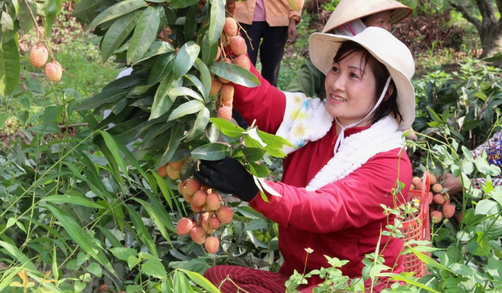 Xuất khẩu 9.500 tấn vải quả sang các thị trường ngoại
