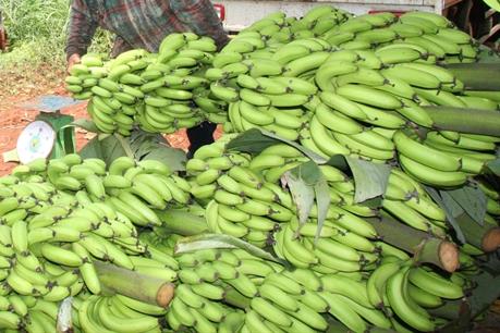 Lâm Đồng xuất khẩu chuối Laba sang Nhật