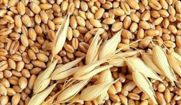 Từ 01/11 chưa áp dụng  biện pháp tái xuất lúa mỳ nhiễm cỏ kế đồng