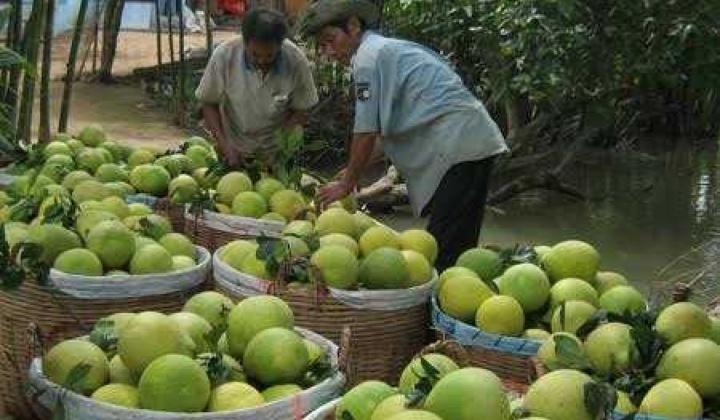 Trung Quốc giảm nhập bưởi và sầu riêng Việt Nam