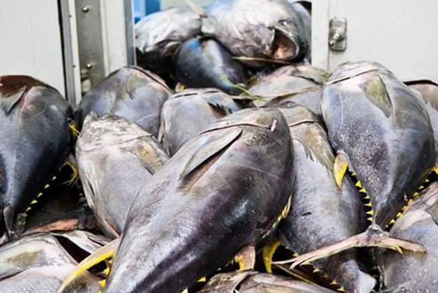 Xuất khẩu cá ngừ Việt Nam sang Trung Quốc tăng phi mã