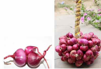 Bảo hộ chỉ dẫn địa lý "Vĩnh Châu" cho hành tím