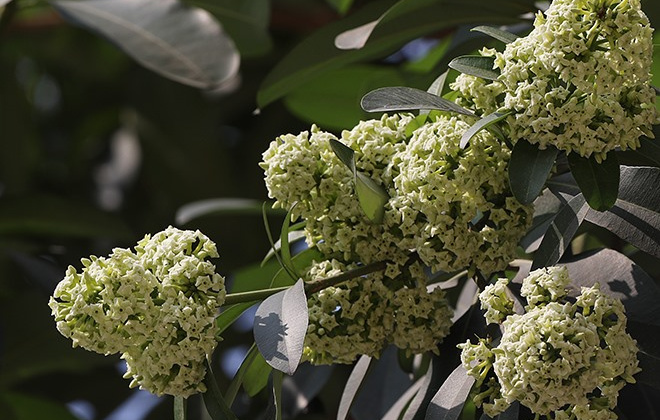 Vì sao hoa sữa Hà Nội nở trái mùa?