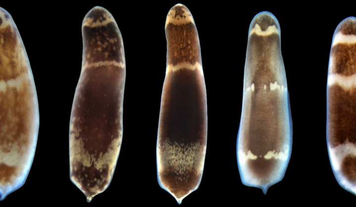 Các nhà khoa học đã tìm ra nguyên nhân: Vì sao sâu có thể tái sinh sau khi đã bị chia đôi