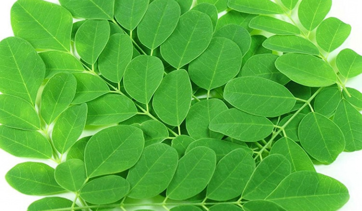 Công nghệ tối ưu chế biến chùm ngây thành bột màu thực phẩm