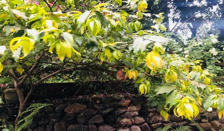 Có một loài hoa tên luôn bị sai