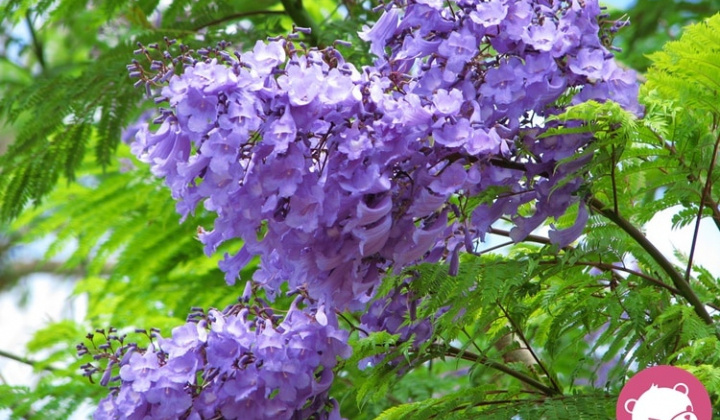 Nâng cấp cái “thấp tẹt”