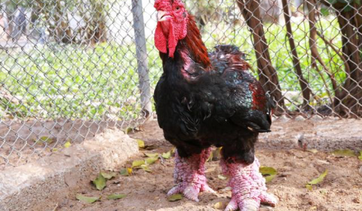 Gà Đông Tảo Hưng Yên được cấp chứng nhận bảo hộ.