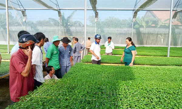 CPH công ty nông lâm trường: Người dân góp vốn bằng quyền sử dụng đất?