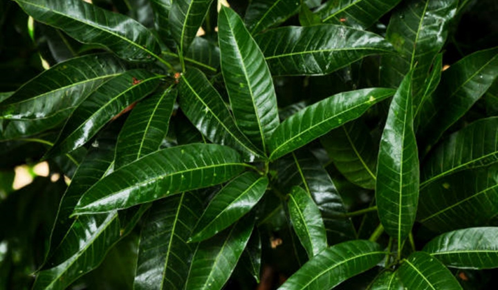 Lợi ích thần kỳ của lá xoài