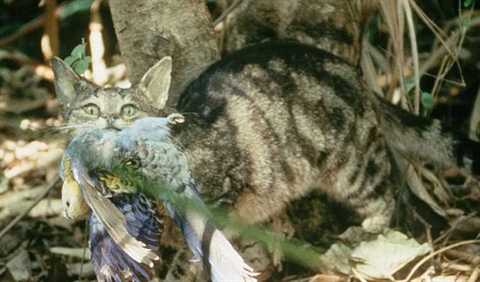 Mèo hoang của Úc giết 6,2 triệu động vật mỗi ngày
