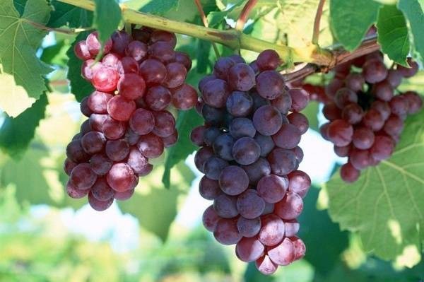 Bác sĩ cảnh báo 3 lưu ý khi ăn trái cây kẻo tàn phá sức khỏe