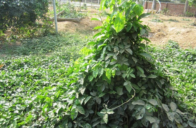 Bắc Giang: Sâm nam núi Dành được cấp Giấy chứng nhận đăng ký chỉ dẫn địa lý