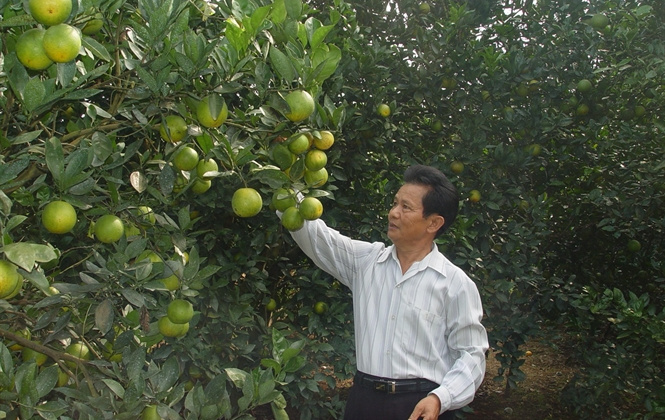 Thương hiệu phân bón Văn Điển trên vùng đất cam Cao Phong