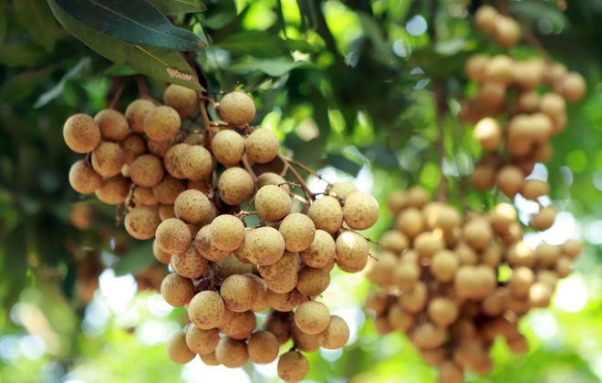 Tiềm năng xuất khẩu nhãn tươi sang thị trường Nhật Bản
