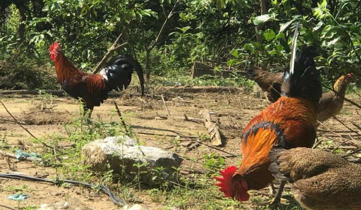 Tuyên Hóa - Quảng Bình: Cấp giấy "khai sinh" cho gà đồi