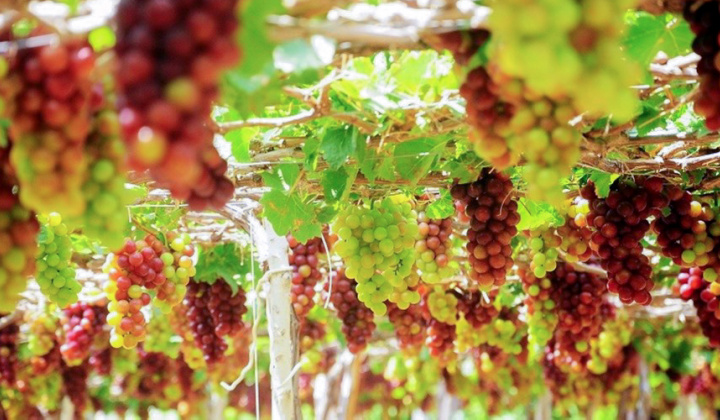 Lan tỏa chương trình “Tết kết nối cùng sản phẩm OCOP, sản phẩm đặc thù của tỉnh Ninh Thuận”