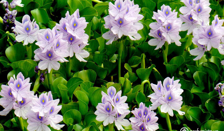 Nitrogen and Phosphorus Removal from Nutrient Pollution by Cyperus Alternifolius and Eichhornia Crassipes in A Lab Scale Constructed Wetland